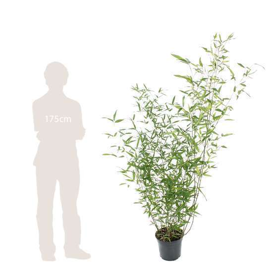 Bambou moyen phyllostachys bissetii 150/200 cm: pot de 20 litres