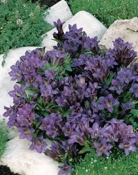 Gentiana Blue Heart 10,5 cm Kinasøte Ø10,5 cm