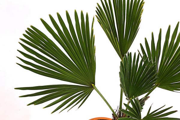 Wagners Hanfpalme