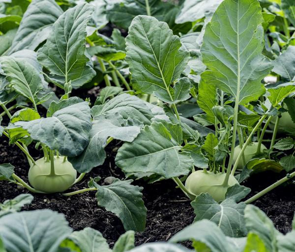 Dehner Gourmet Garten Riesenkohlrabi, 6er