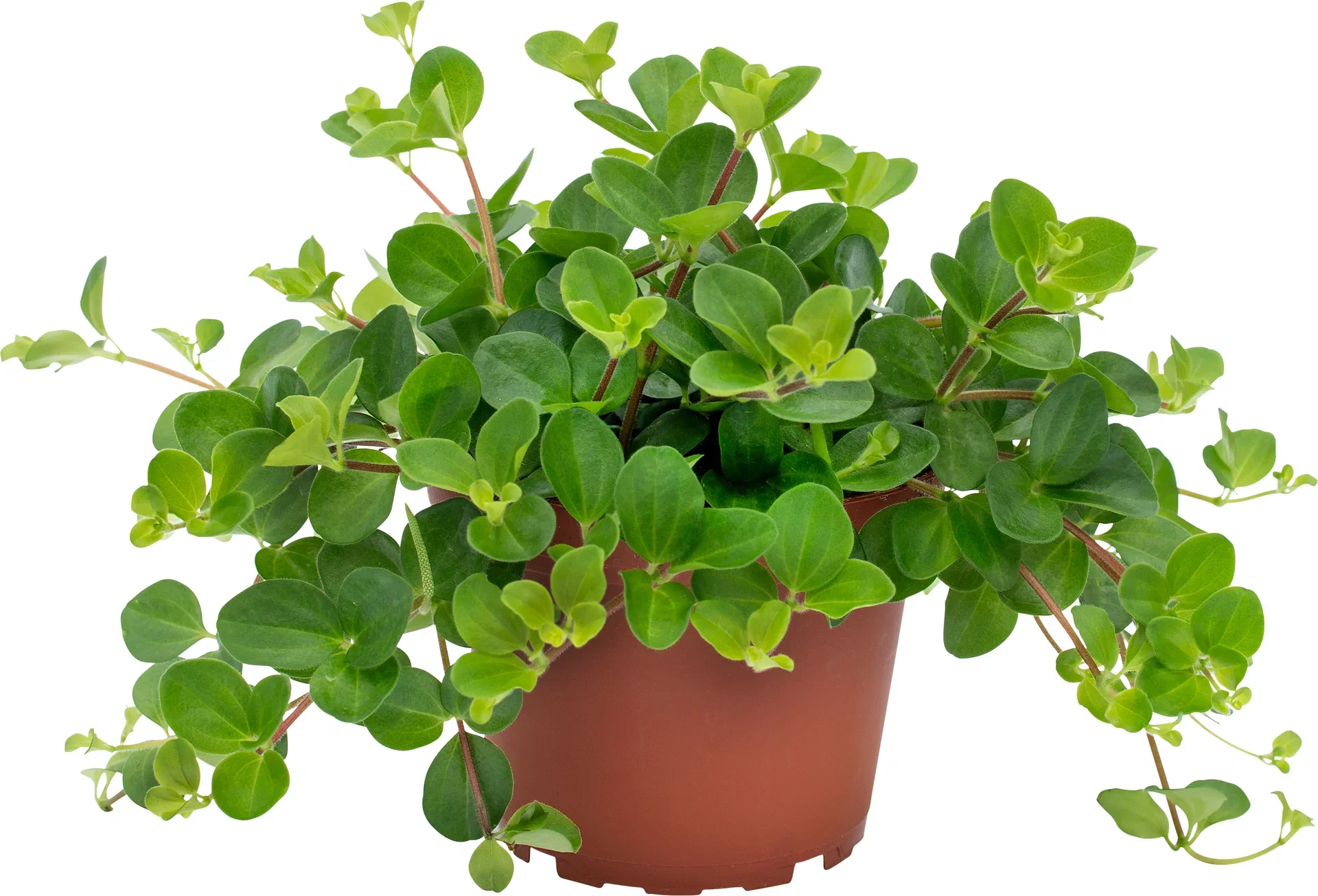 Peperomia rotundifolia Myntrotterumpe Høyde 22 cm