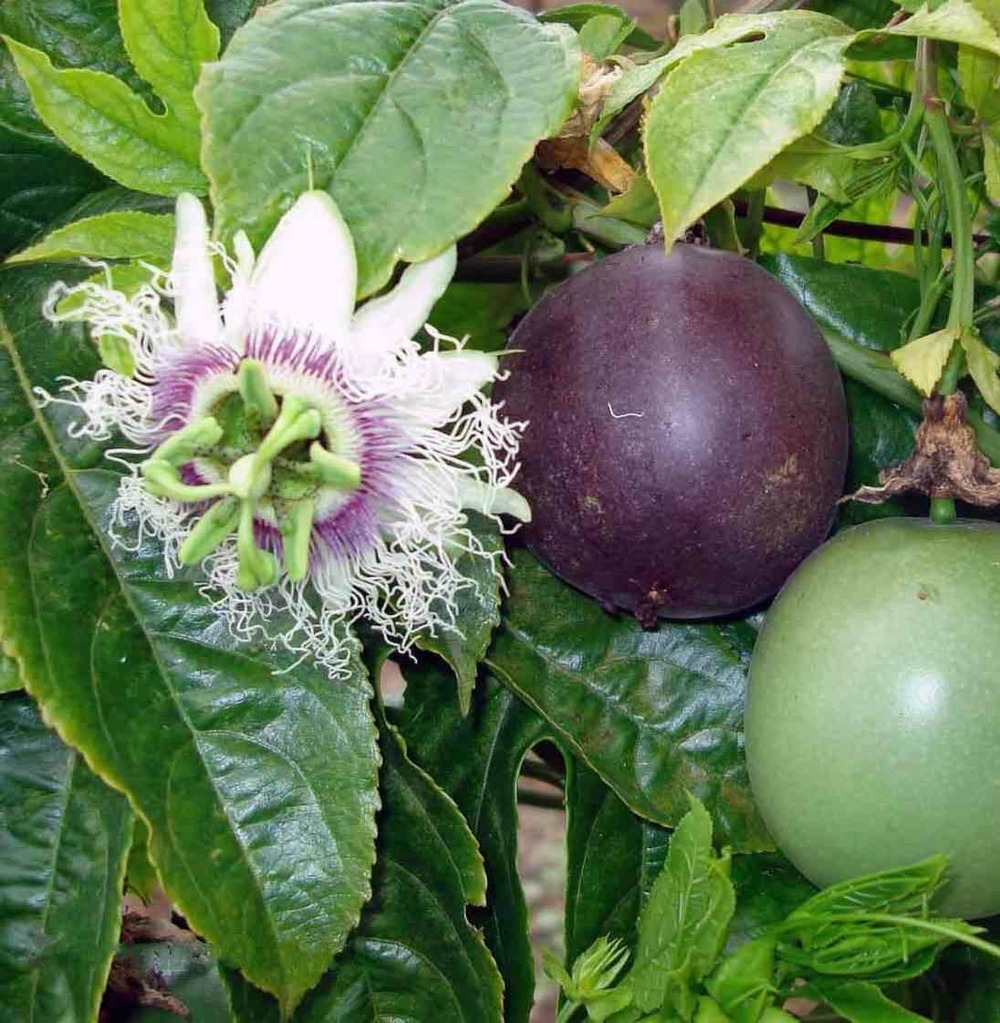 Passiflora ligularis (grenadelle, grenadille sucrée, grenadille douce) taille pot de 7 litres ? 80/100 cm