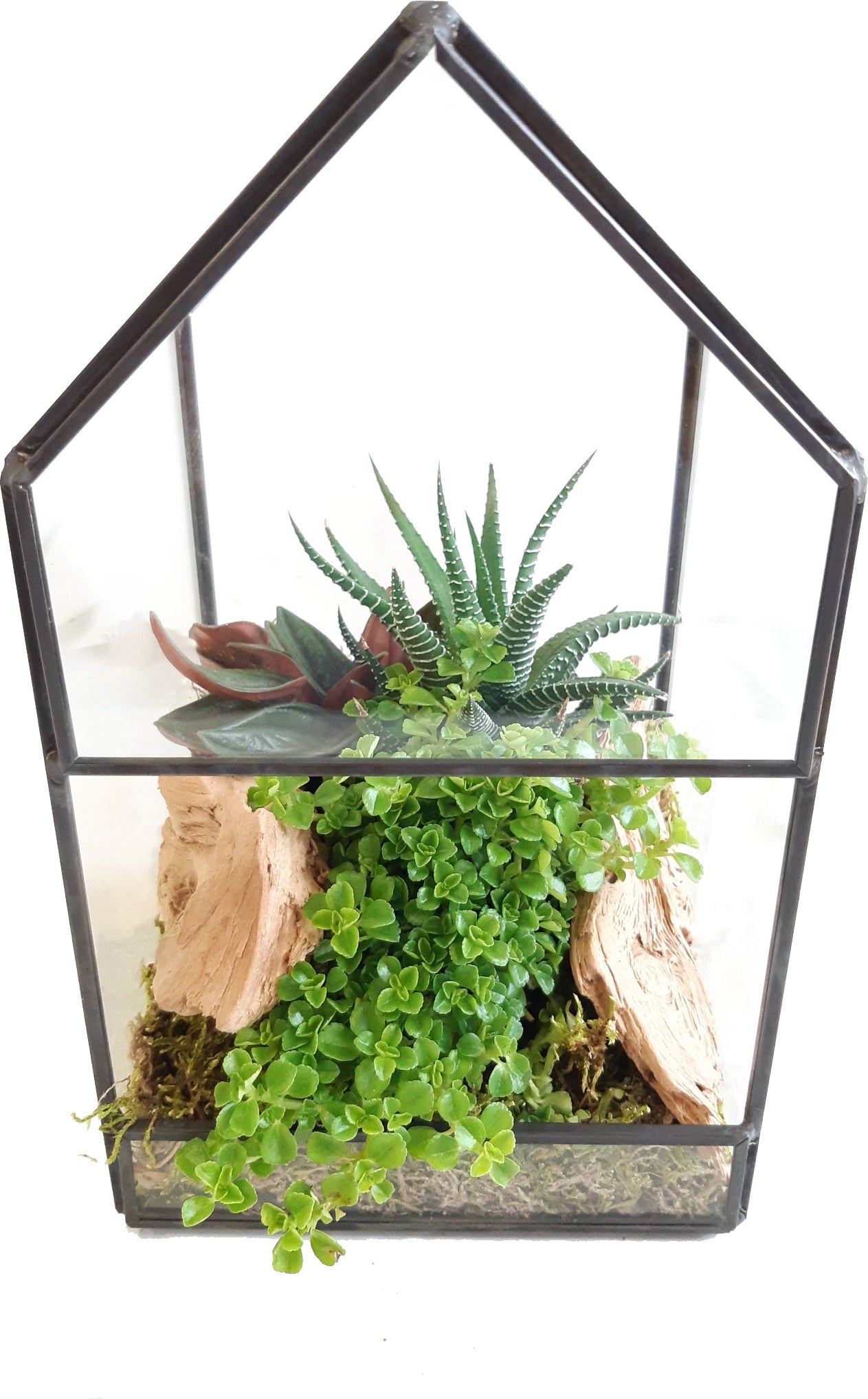 Intratuin Arrangement plantenkasje met kamerplanten D 12 H 21 cm