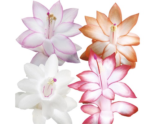 Kerstcactus FloraSelf Schlumbergera truncata H 32-35 cm Ø 17 cm pot