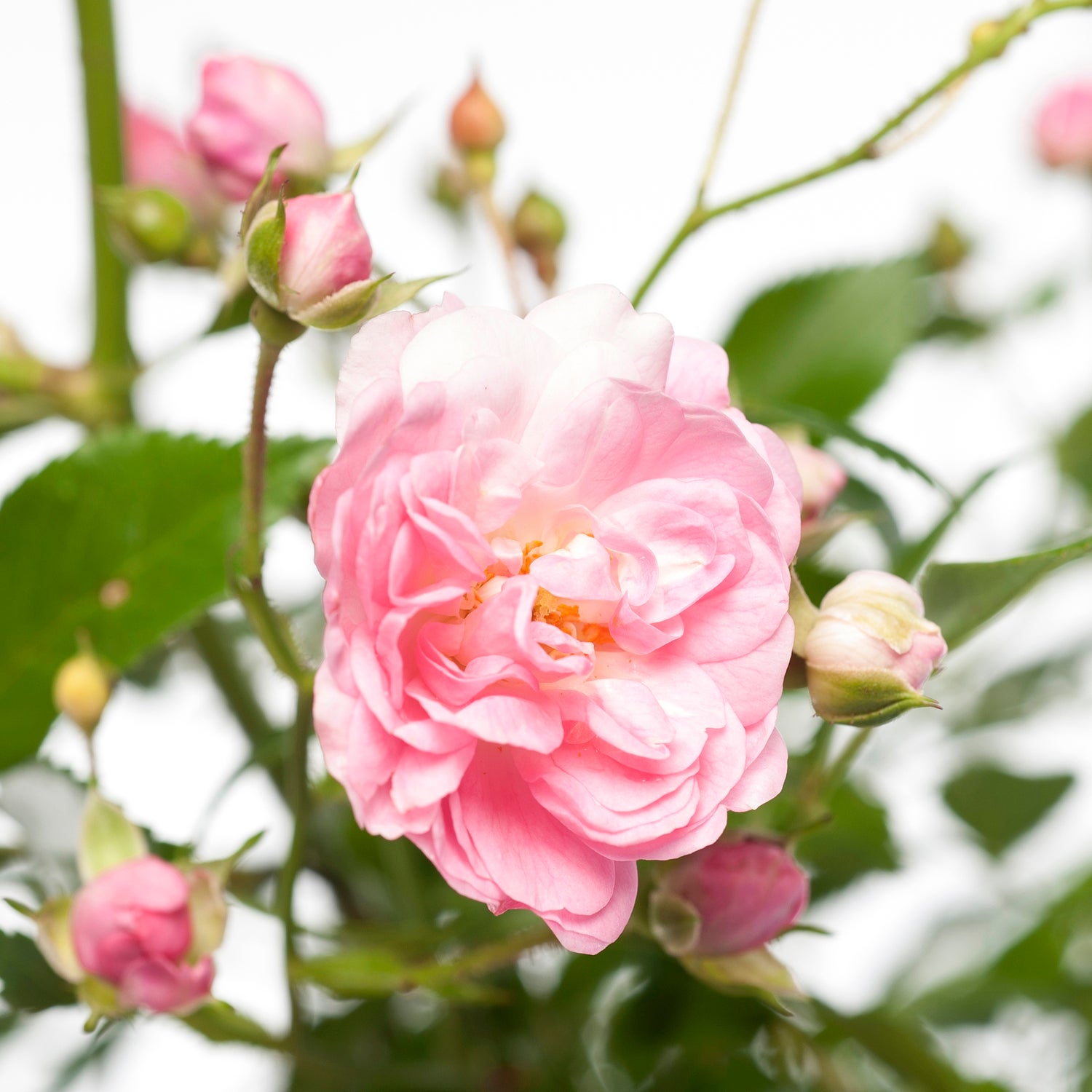 Roos (Rosa 'The Fairy') D 16 H 20 cm