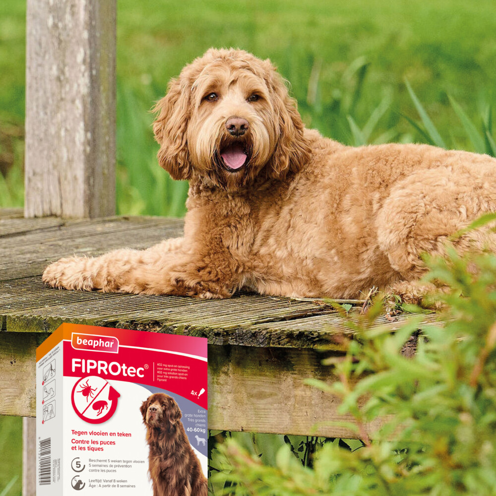 Beaphar Fiprotec Anti Teken- & Vlooiendruppels Hond 40 - 60 kg4 stuks