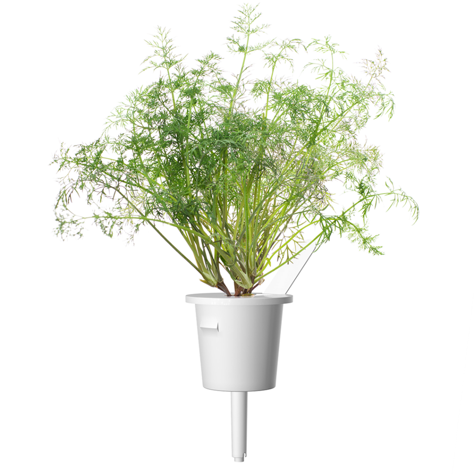 Click and Grow - Smart Garden Refill 3-pack - Dill (SGR49X3)
