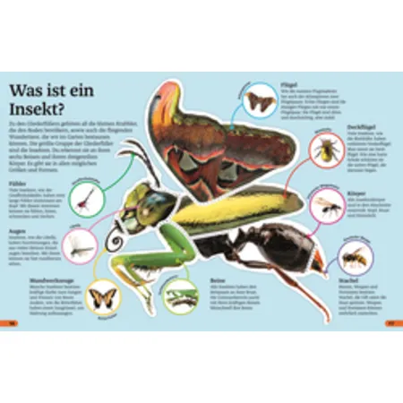 DK Verlag Superchecker! Insekten
