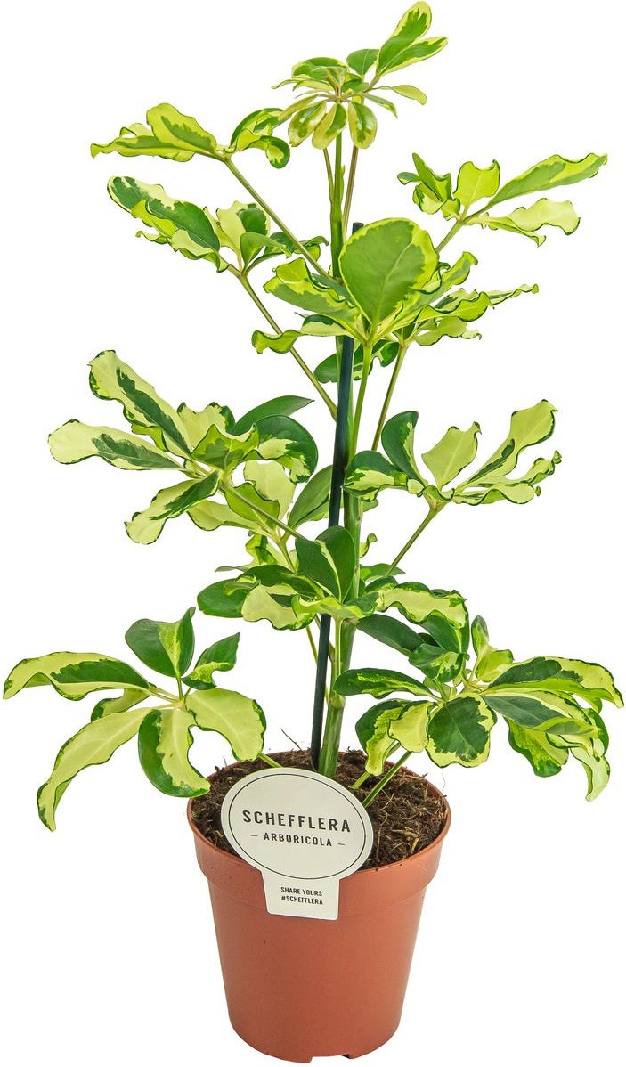 Vingersboom (Schefflera arboricola 'Charlotte') D 13 H 45 cm