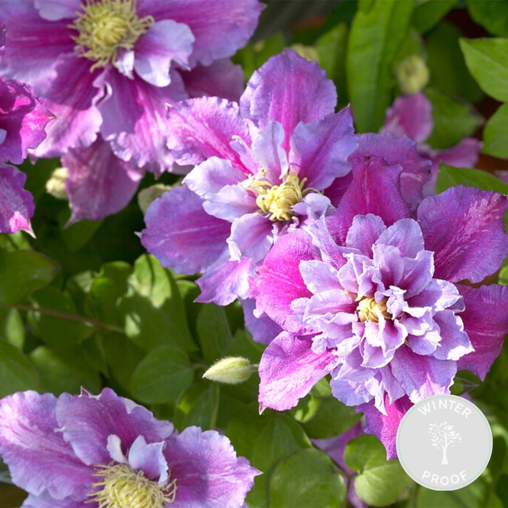 Clematis piilu – liane des bois à grandes fleurs – plante grimpante – rustique - ⌀15 cm - ↕60-70 cm