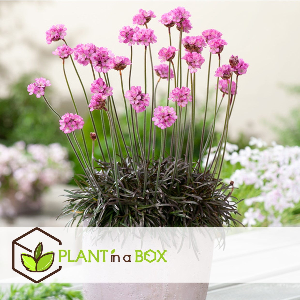 Armeria maritima - set de 6 - jardin roses - pot 12cm - hauteur 20-30cm