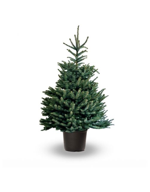 Hm Omorica Pot - Kerstboom - 150-200 cm Blauw Streep