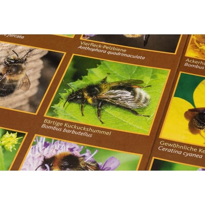 Bestimmungskarten Insekten (3 Stück)