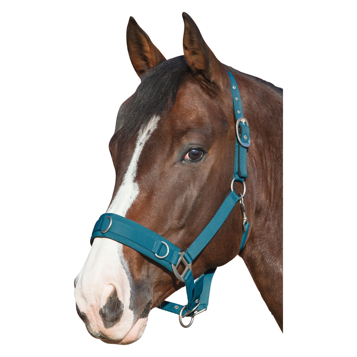Horse-friends Longier- und Stallhalfter  - petrol