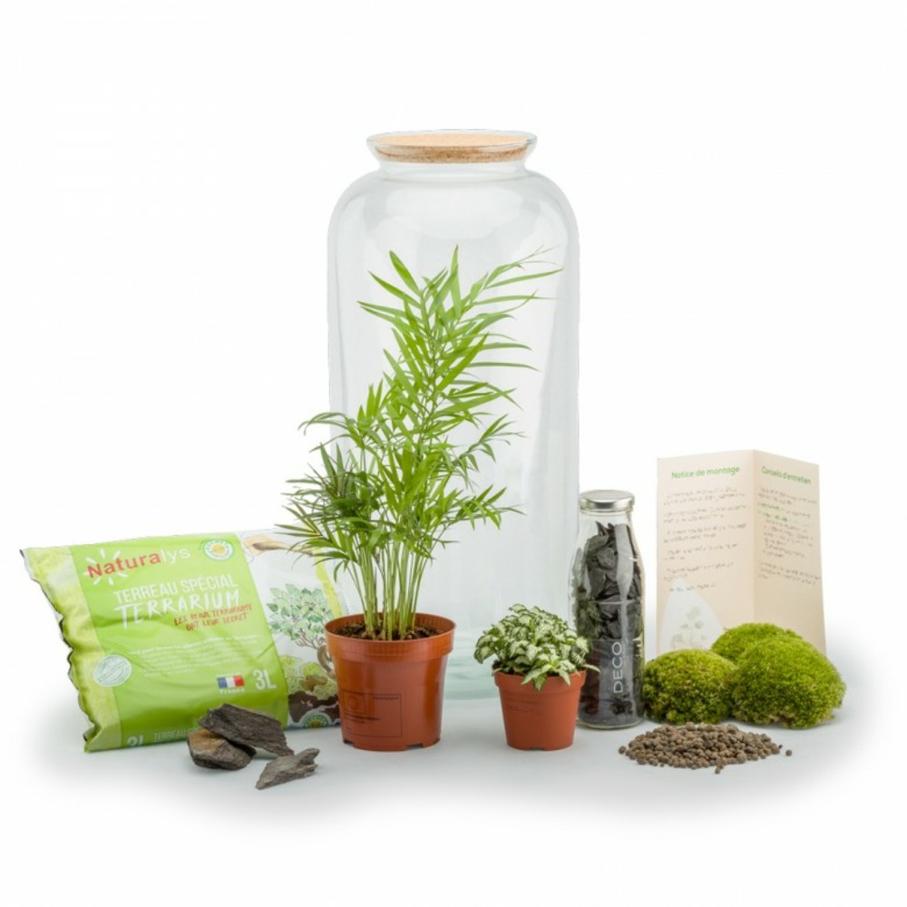 Terra kit - bonbonne l chamaedorea