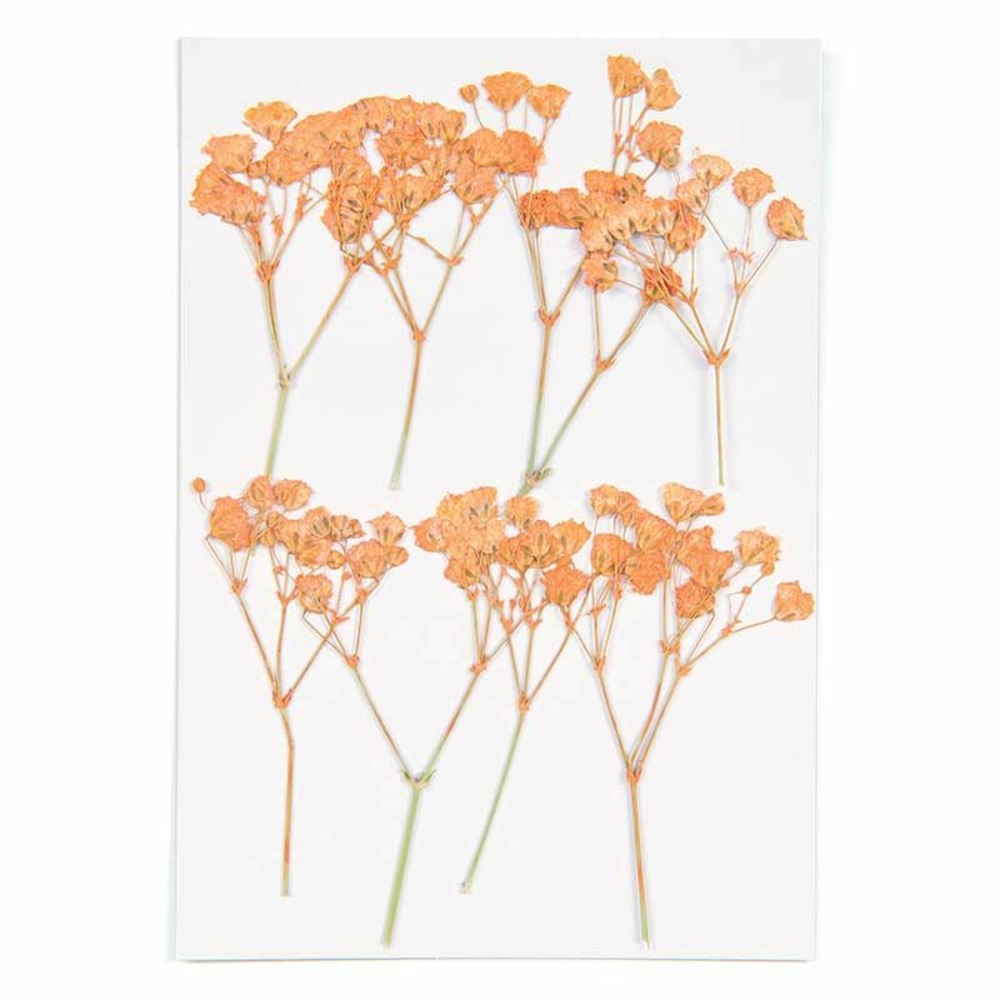 Gypsophiles oranges séchés et pressés