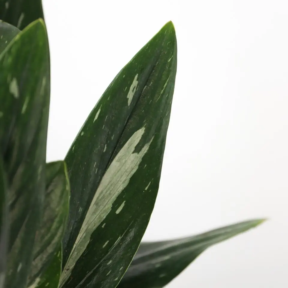 Philodendron - Philodendron Cobra - Hoogte 55-65cm - ⌀19cm