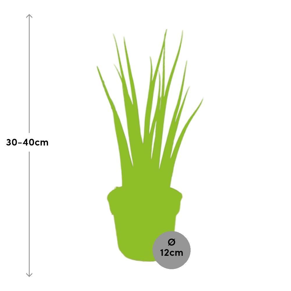Plante d'intérieur - sansevieria 'fernwood mikado' 40.0cm