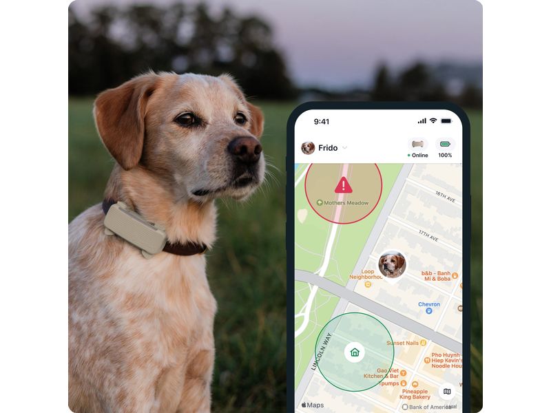 tractive GPS-Tracker DOG 6 Braun GPS Tracker für Hunde