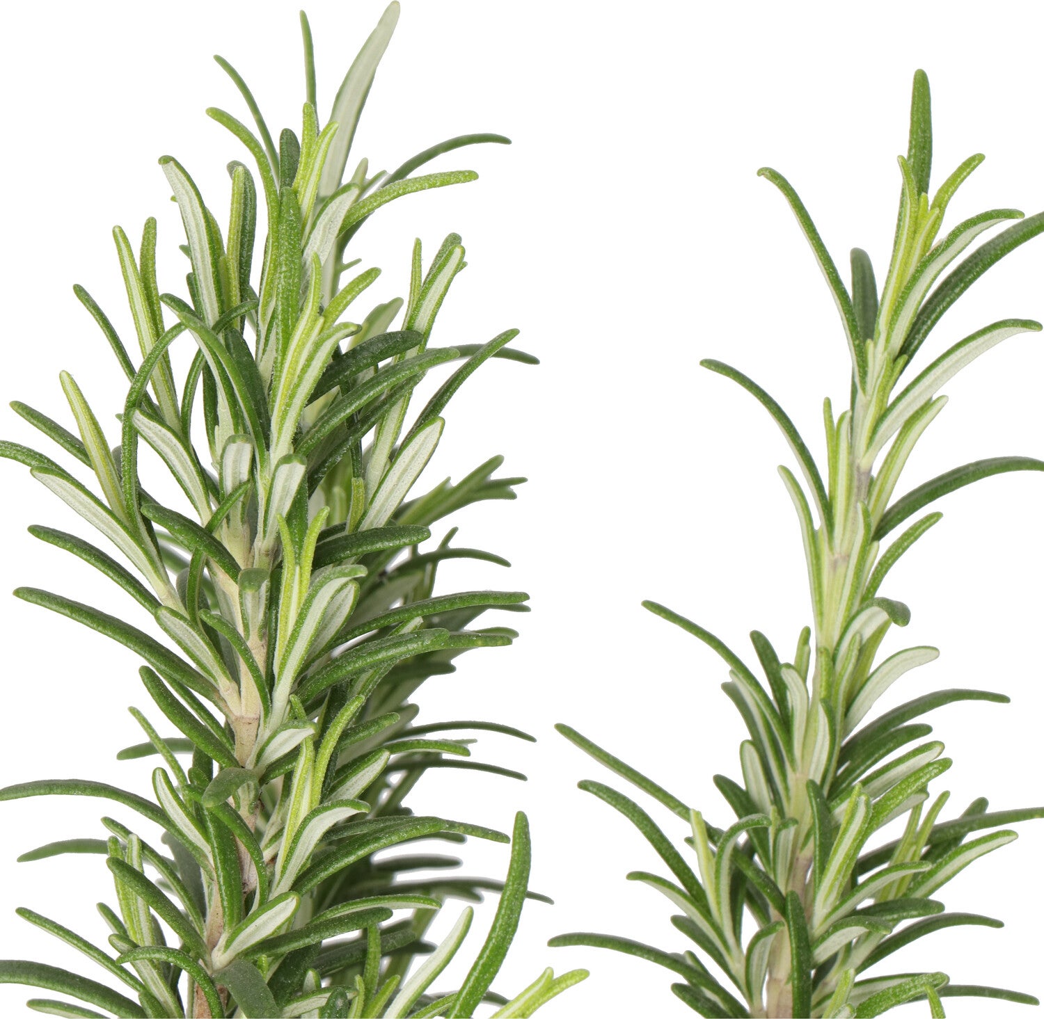 Biologische Rozemarijn (Rosmarinus officinalis) D 14 H 10 cm