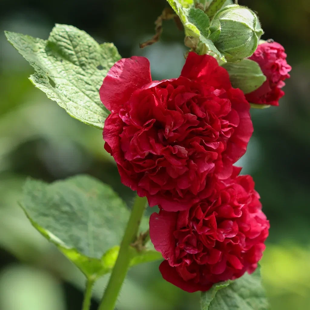 Alcea rosea 'Pleniflora' Red Stokkrose 'Pleniflora' (rød) Ø11 cm