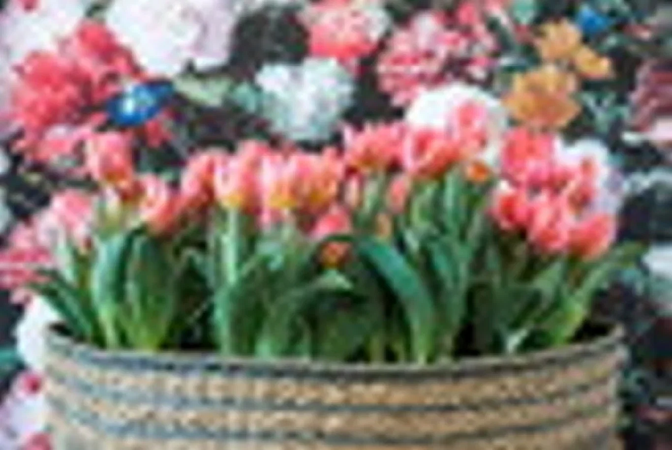 Tulipa gesneriana (Triumph-Group) 'Pretty Princess' Tulipan 'Pretty Princess'