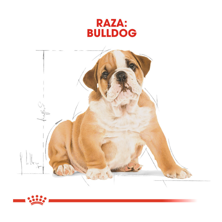 Ração Royal Canin para filhotes de Bulldog