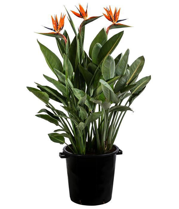 Paradiesvogelblume