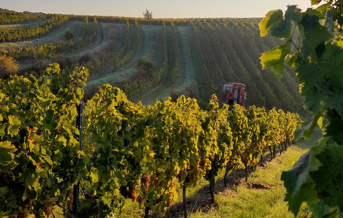 Weinbergwanderung Guldental