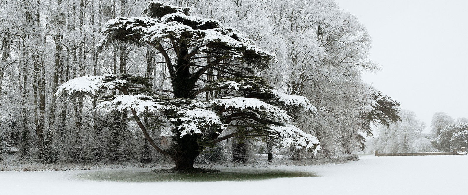 Snow Laden Tree in St Giles House Park by Justin Barton - Limited Edition. Edition of: 150. Signed.