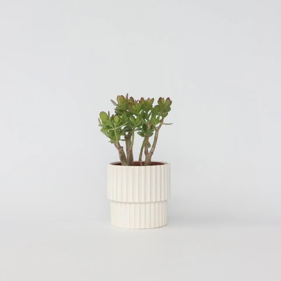 Jadeplant - Crassula ovata 'Minor' - Hoogte 30-35cm - ⌀17cm