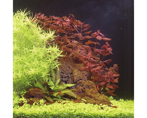 Superrode Ludwigia - Ludwigia spec. Geweldige rode