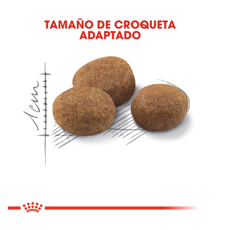 Ração esterilizada Royal Canin Adult 7+ para gatos