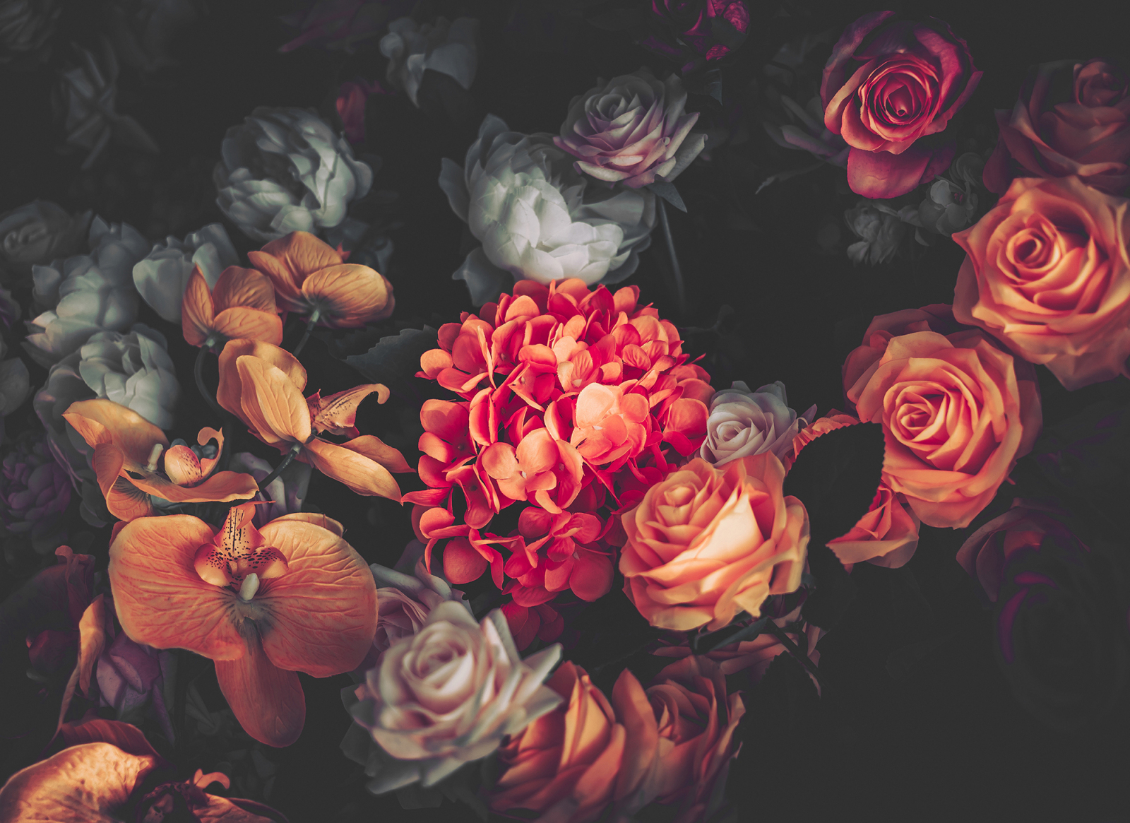 Fototapete DESIGNWALLS - rot-orange - Blumen - 2,55 Meter
