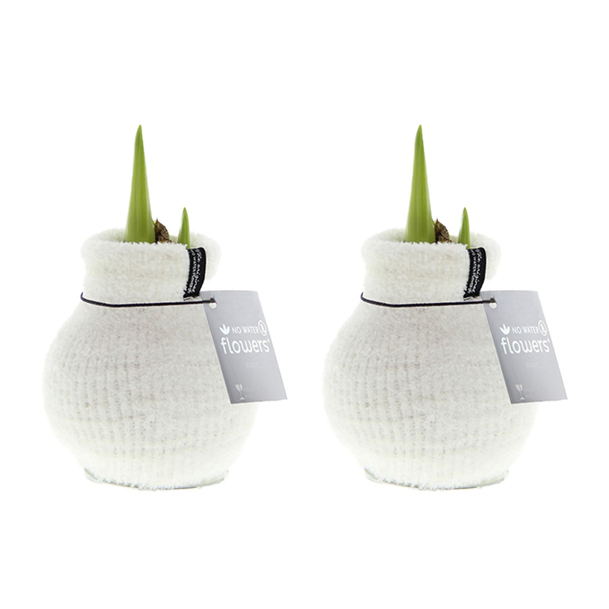 Bloomique – Set van 2 – Wax Amaryllisbollen – Cozy White – Bloembollen – Niet voor water – Kerstdecoratie – 15–25 cm hoog bij levering – groeit tot 40–60 cm hoog – 10 cm diameter