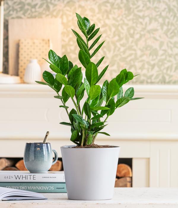 Glücksfeder - Zamioculcas zamiifolia