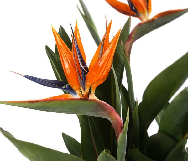 Paradiesvogelblume