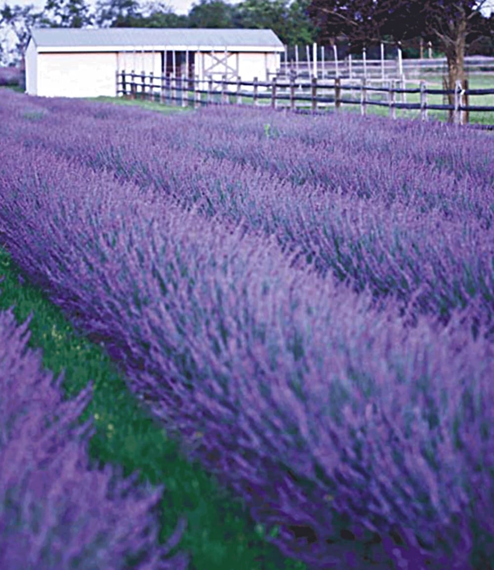 Bienenfreundliches Staudenbeet