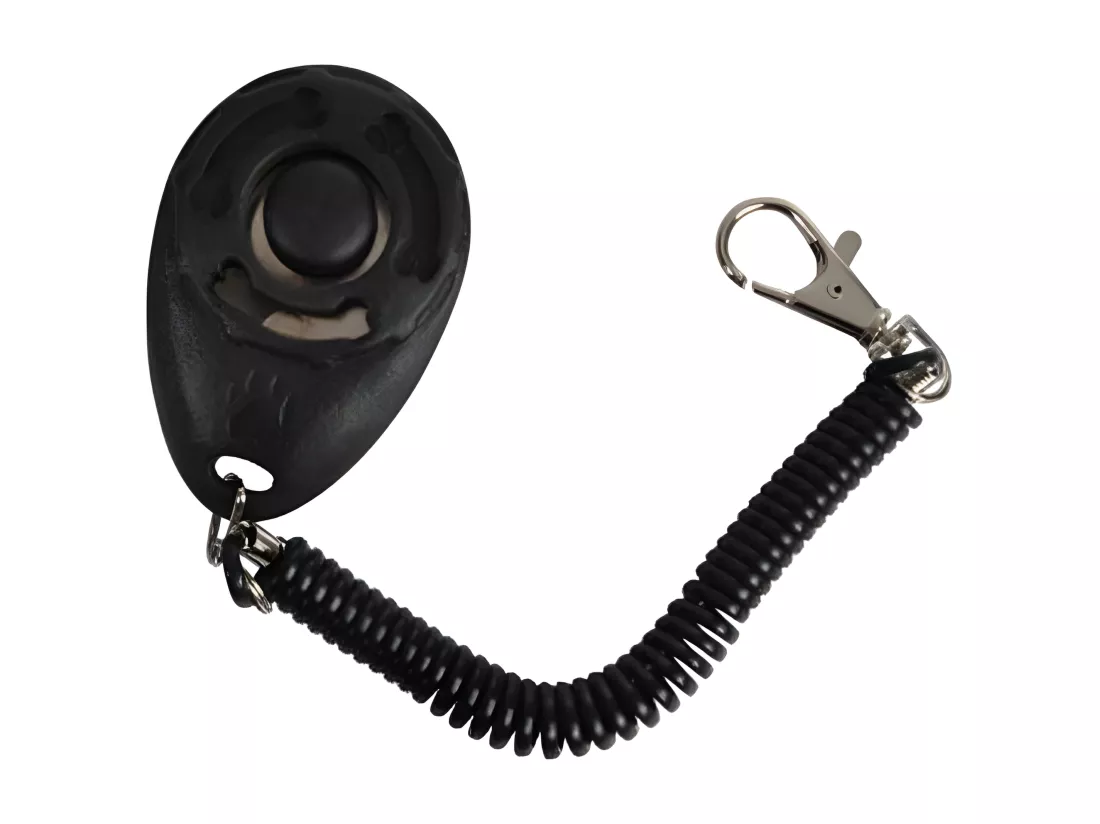 Laisse de Dressage pour Chien 