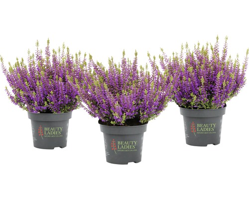 Bud Heather Mix FloraSelf Calluna vulgaris 'Beauty Ladies' Ø 11 cm pot, willekeurige variëteitselectie, effen kleur