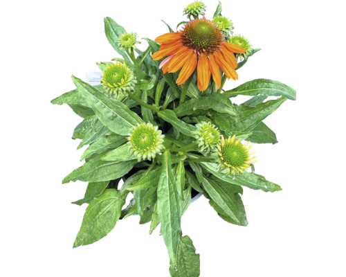 Zonnehoed MIX FloraSelf Echinacea purpurea H 10-30 cm Co 3 L diverse soorten