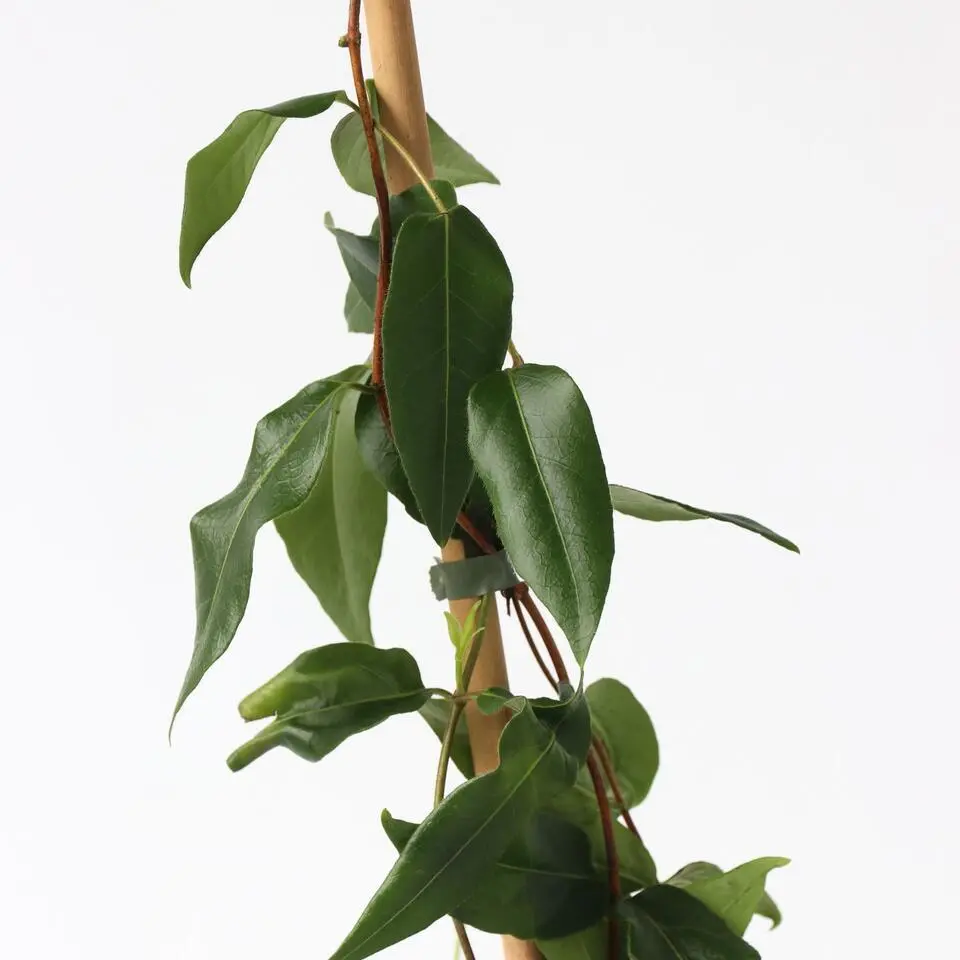 Kamperfoelie - Lonicera henryi 'Copper Beauty' - Hoogte 110-120cm - ⌀17cm