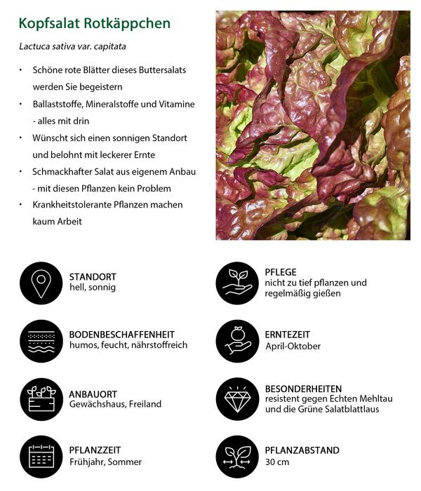 Kopfsalat Rotkäppchen, lausresistent, 12er