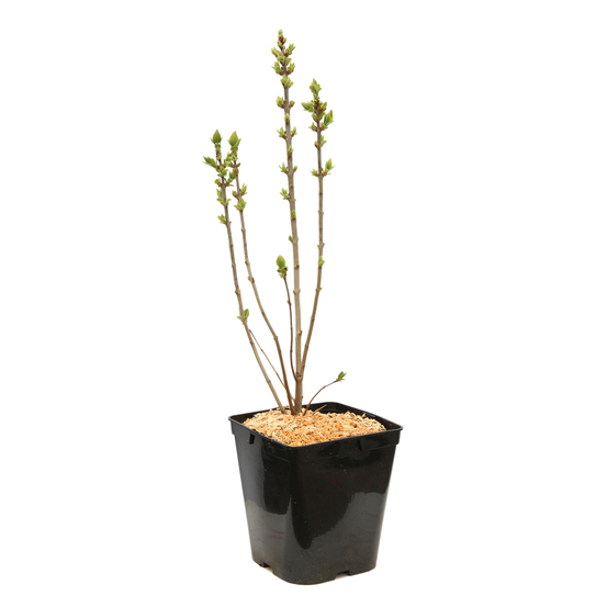 Syringa vulgaris ' Souvenir de Louis Spaëth ' : ctr 5 litres