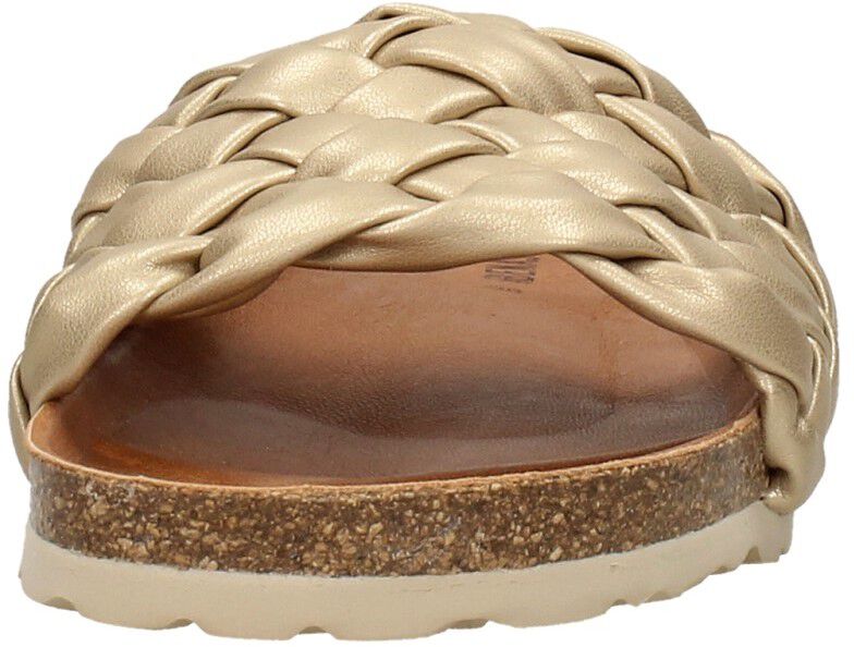 Verbenas Rica goudkleur