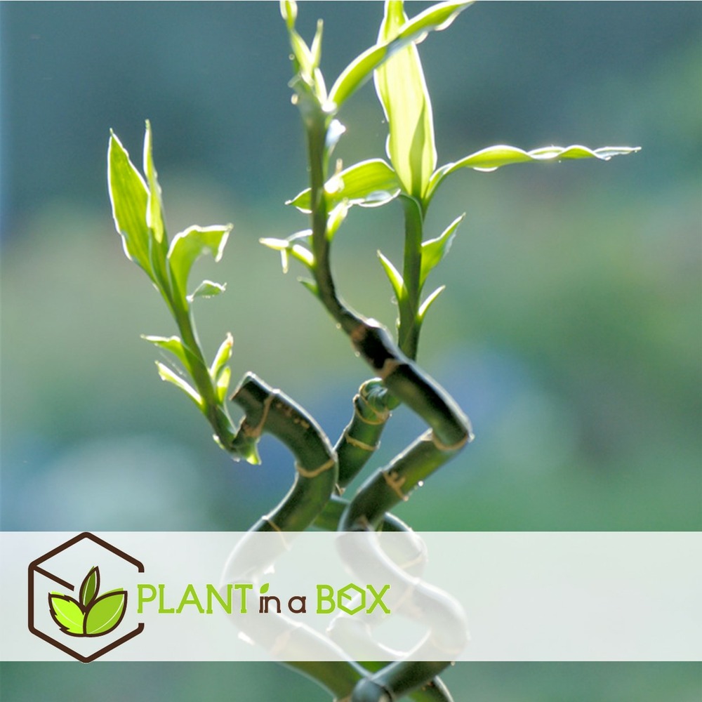 Dracaena sanderiana - set de 6 - lucky bamboo - hauteur 40-50cm
