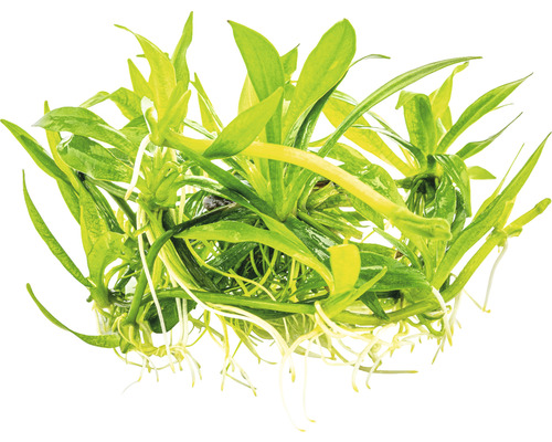 Dwergmoerasbloem - Helanthium bolivianum Quadricostatus In-Vitro