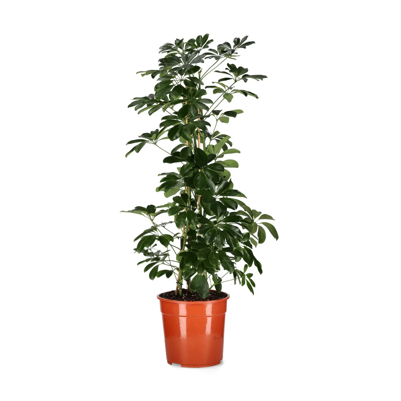 Schefflera arboricola 'Compacta' Paraplytre Høyde 110 cm