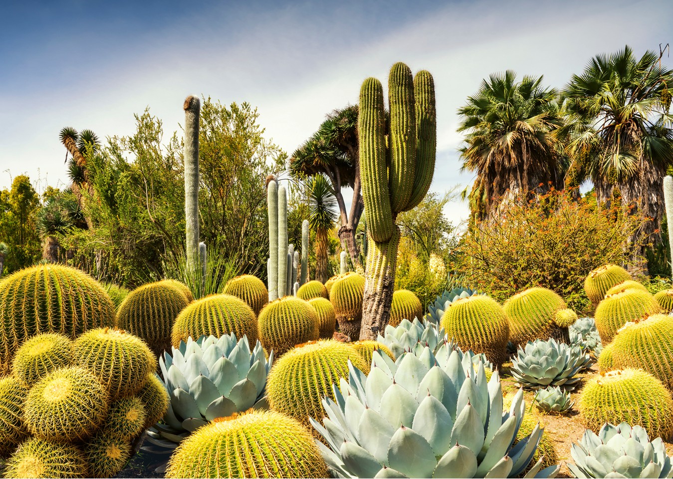 Ravensburger - Puslespil Huntington Desert Garden 1000 brikker