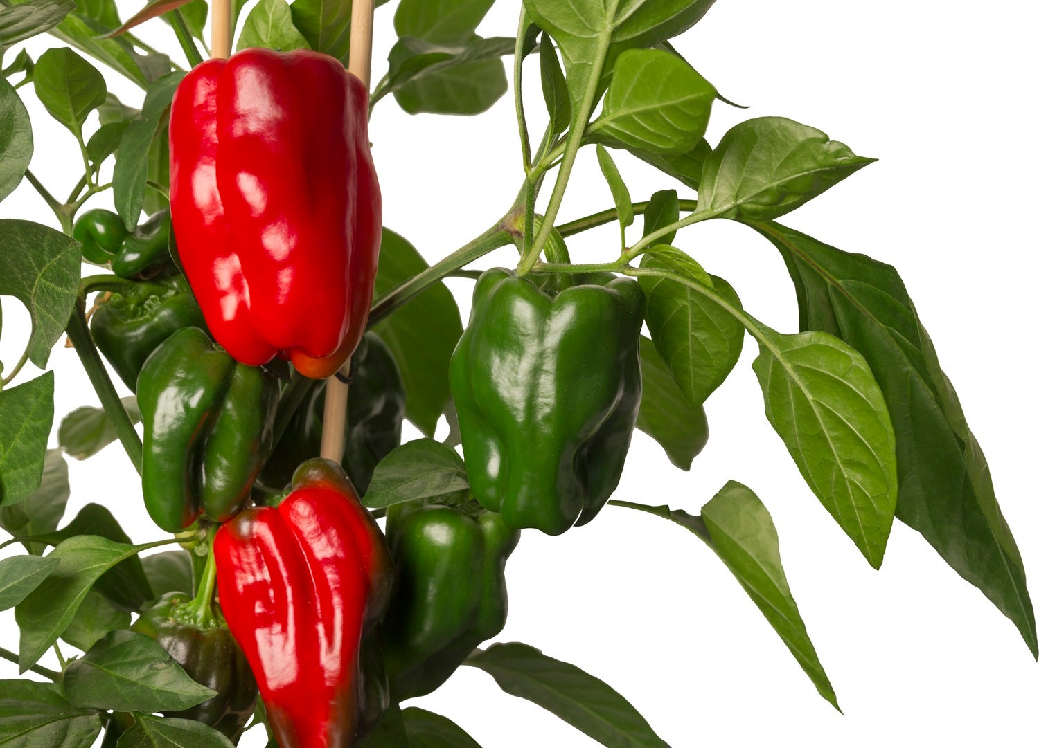 Pick-&-Joy Plukpaprika rood (Capsicuum Anuum) D 14 H 40 cm